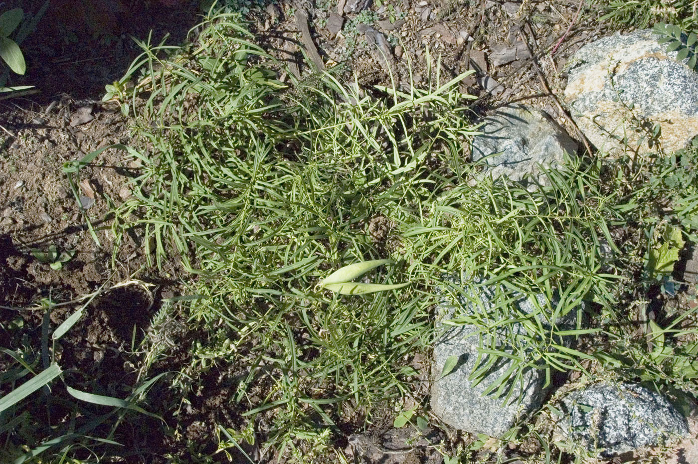 Изображение особи Vincetoxicum sibiricum.
