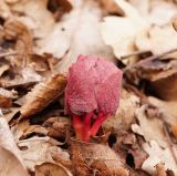 Paeonia daurica