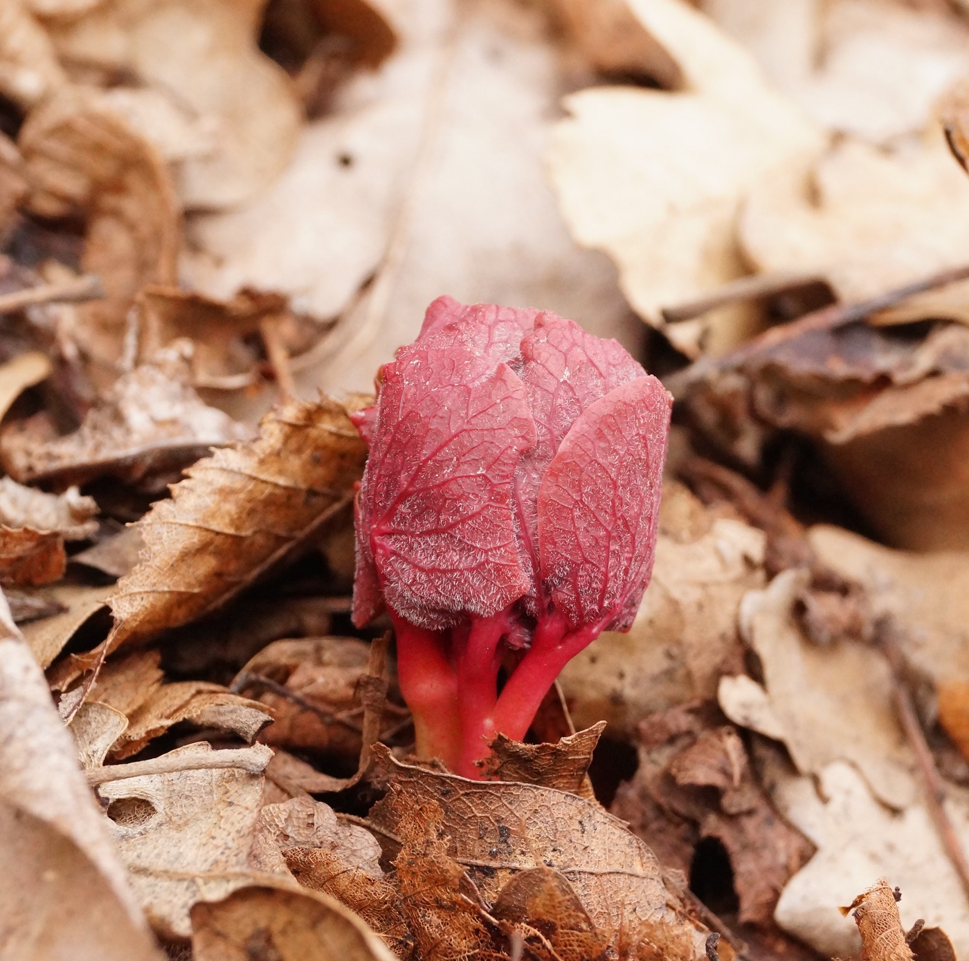 Image of Paeonia daurica specimen.
