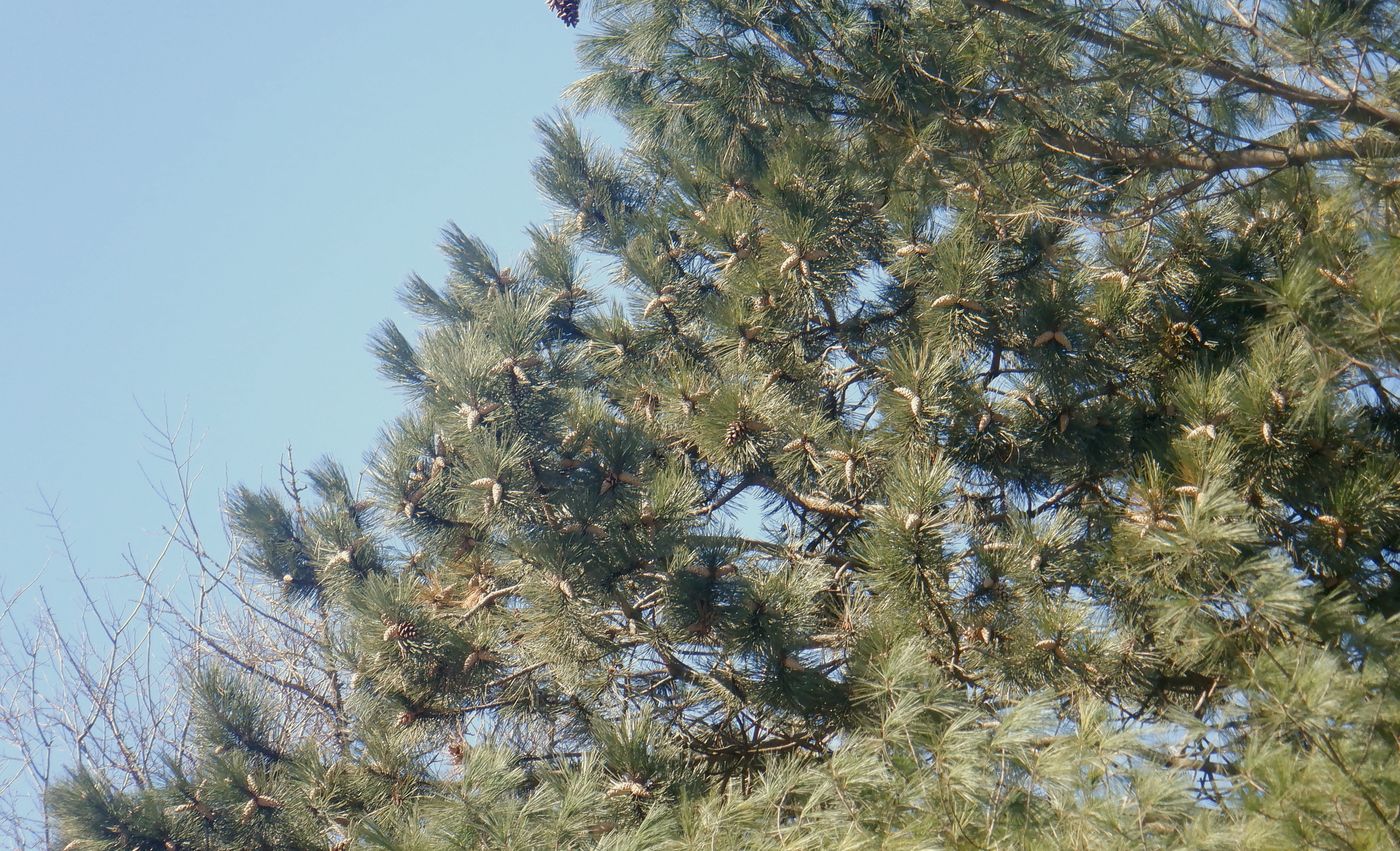 Изображение особи Pinus nigra.