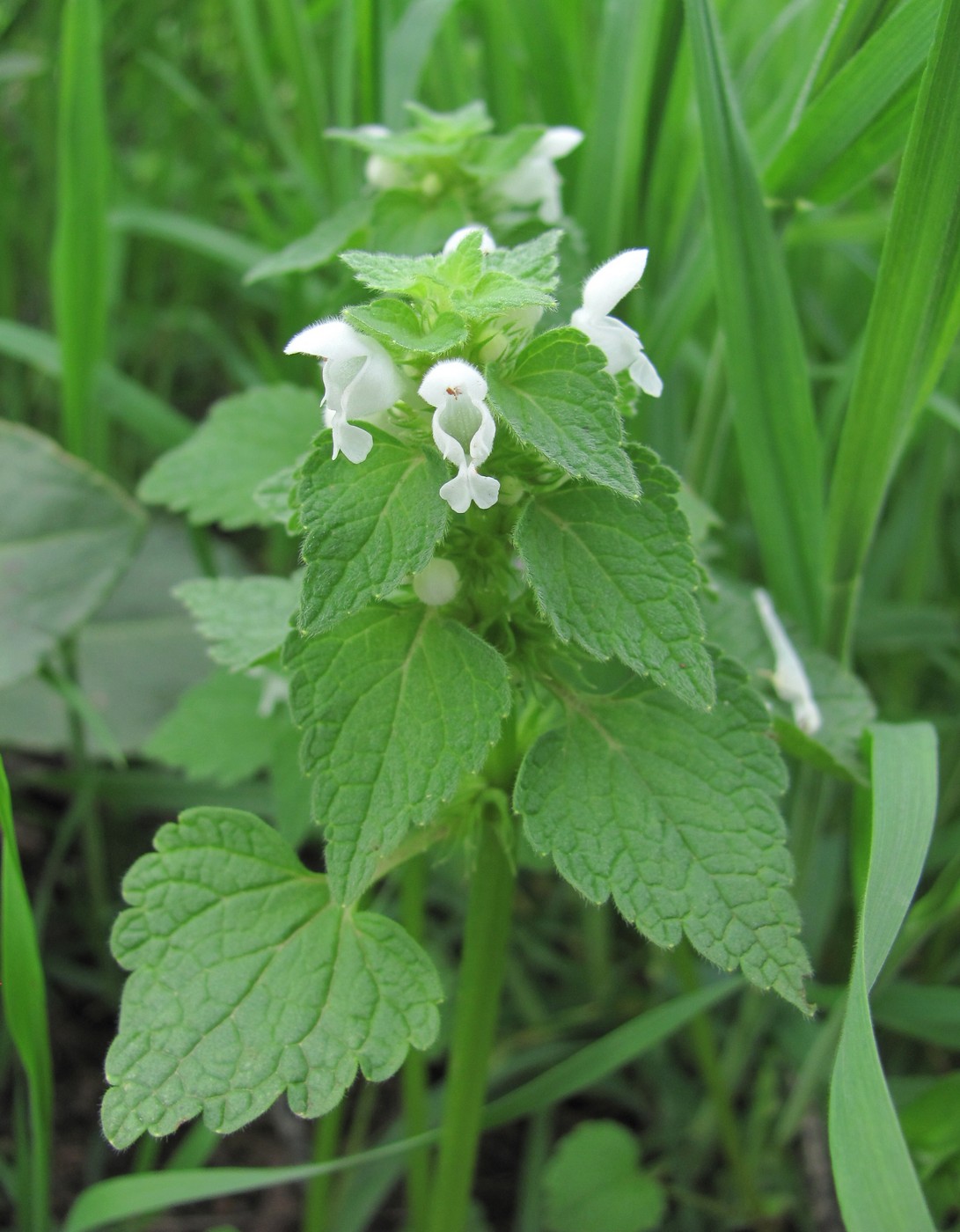 Изображение особи Lamium purpureum.