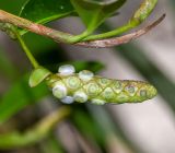 Anthurium scandens. Соплодие с завязавшимися и созревающими плодами на верхушке побега. Перу, регион Куско, провинция Урубамба, окр. г. Machupicchu, ботанический сад \"Jardines de Mandor\", развивается на стволе дерева на выс. ок.1 м. 20.10.2019.