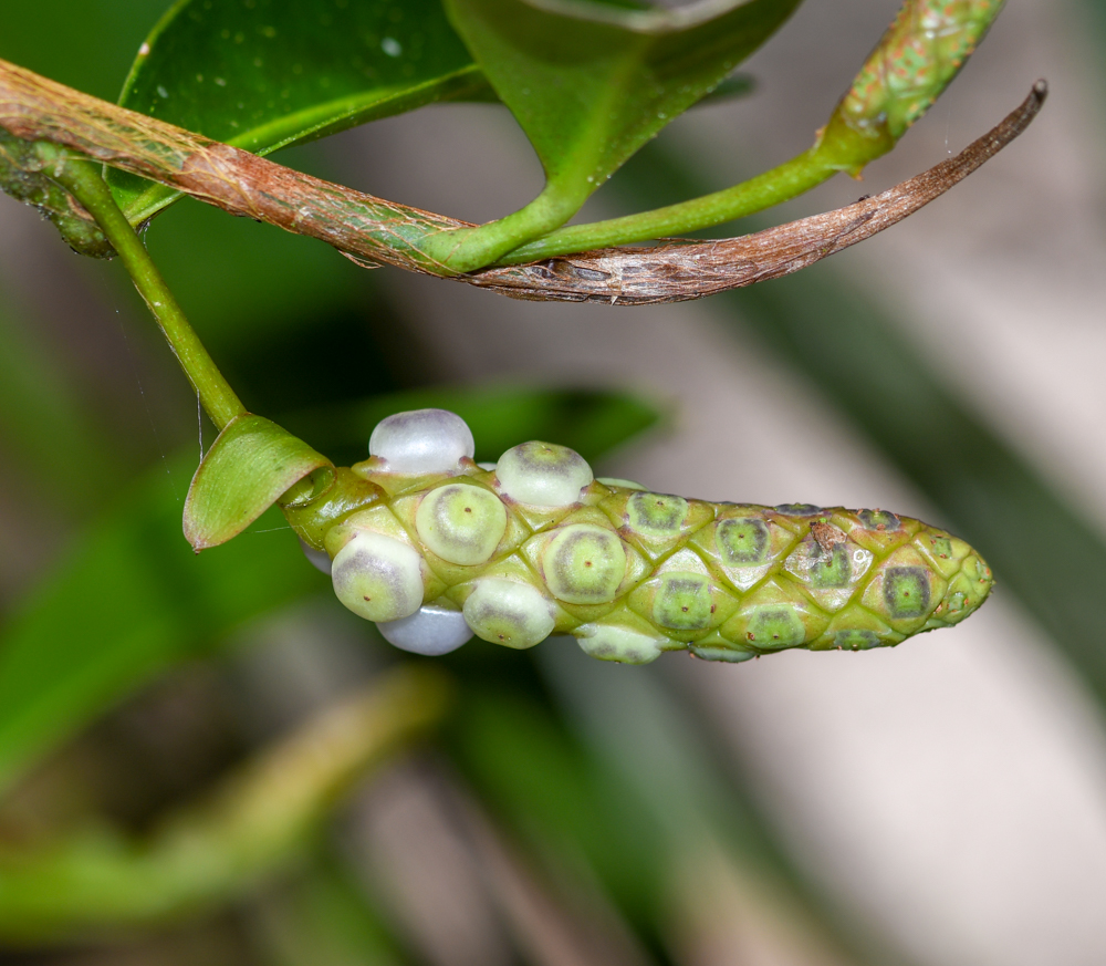 Image of Anthurium scandens specimen.