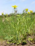 Ranunculus oxyspermus