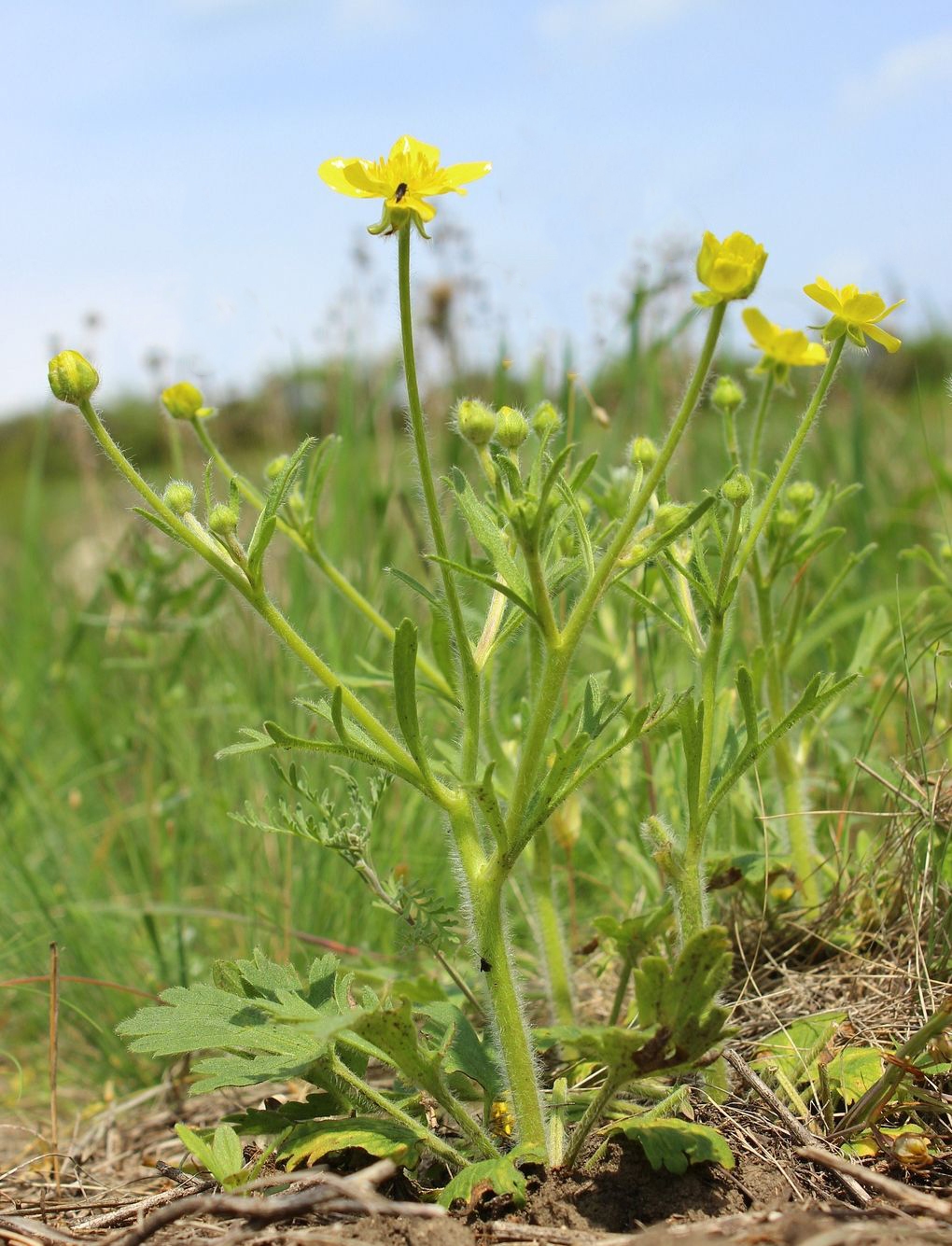 Изображение особи Ranunculus oxyspermus.