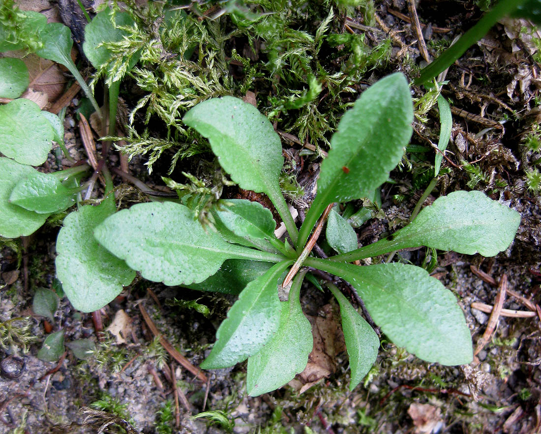 Изображение особи Campanula abietina.