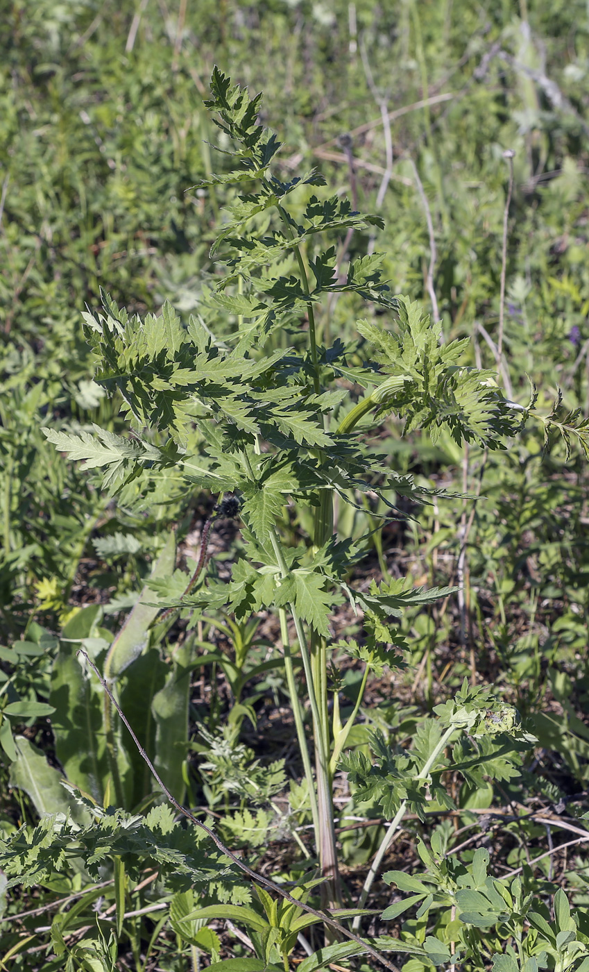 Image of Seseli libanotis specimen.