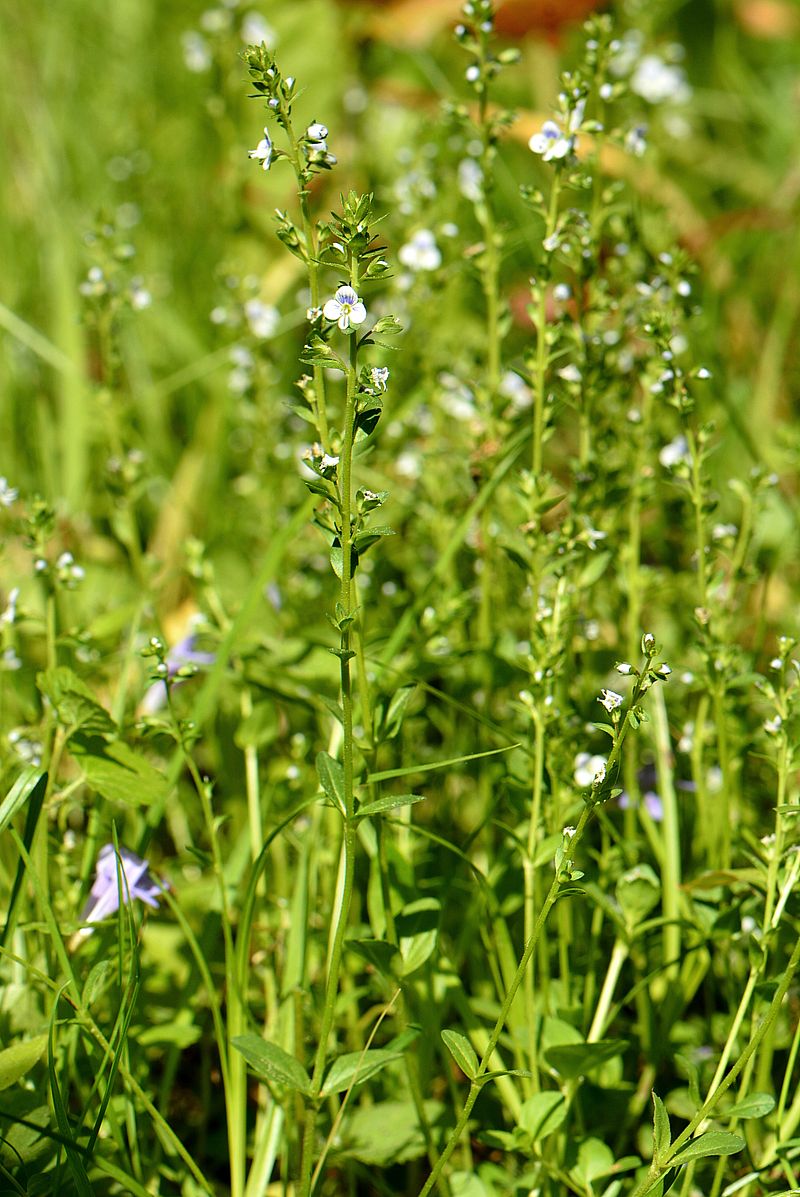 Image of Veronica serpyllifolia specimen.