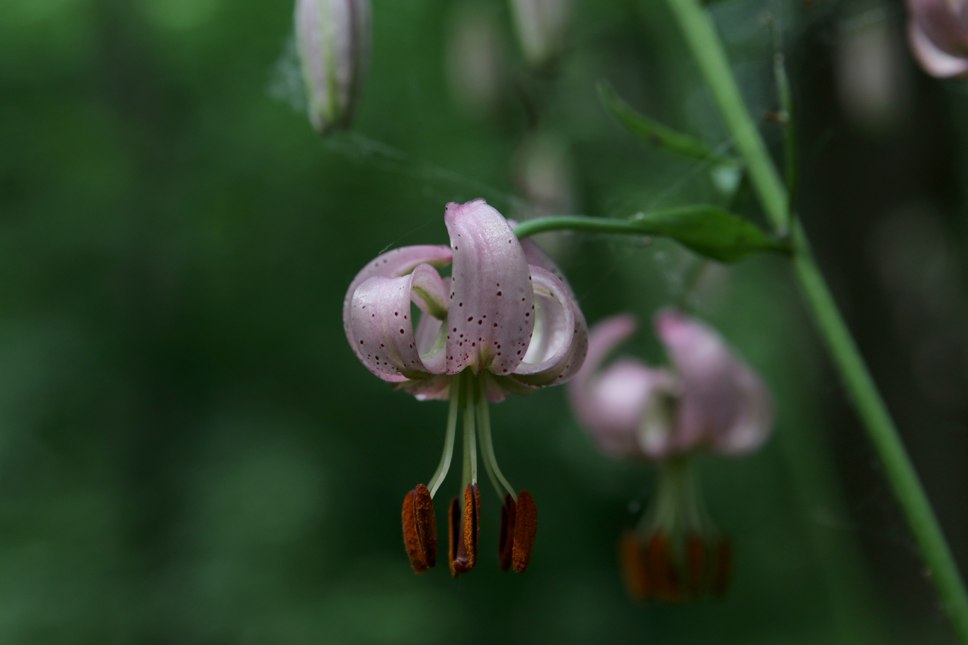 Image of Lilium pilosiusculum specimen.