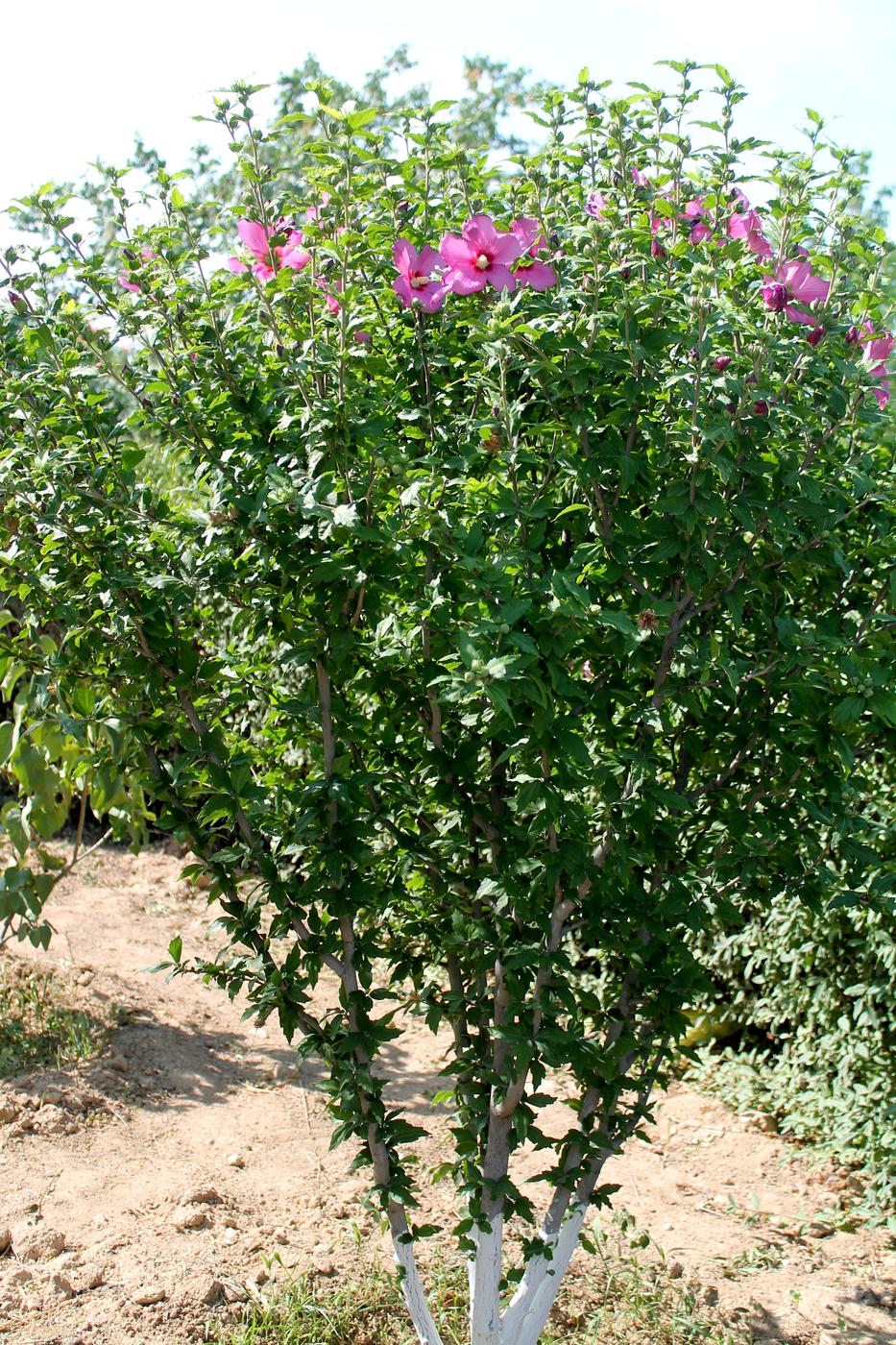 Image of Hibiscus syriacus specimen.