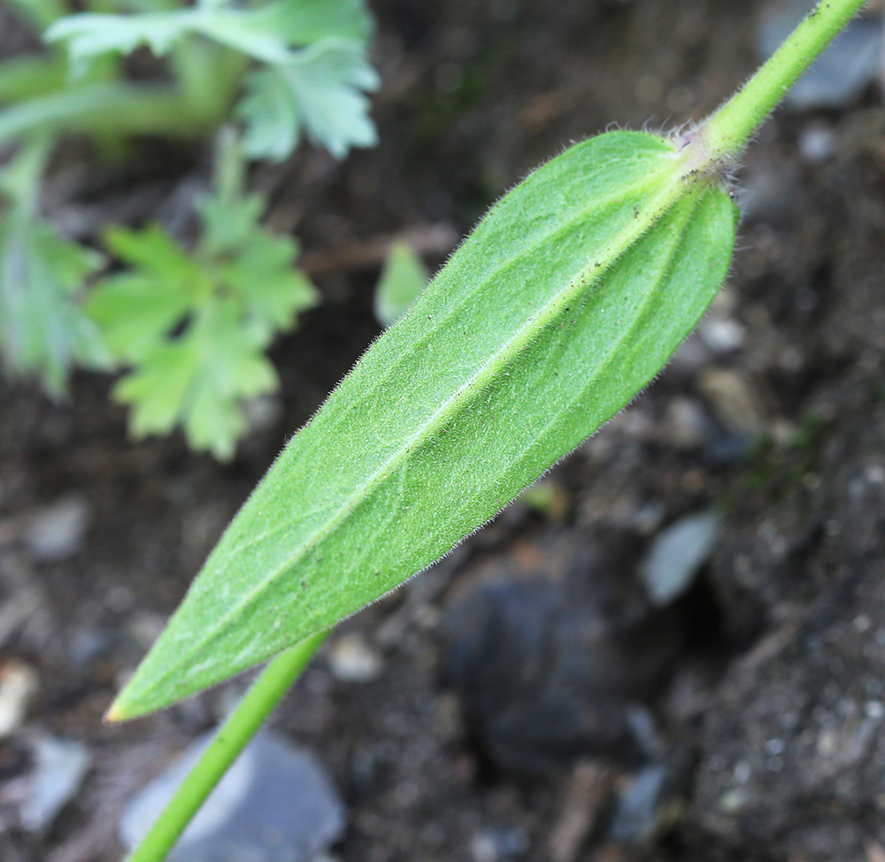 Image of Silene obscura specimen.