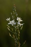 Ornithogalum ponticum. Верхушка соцветия. Крым, Караларский природный парк, окр. бухты Коровья, в понижении степной балки. 02.07.2021.