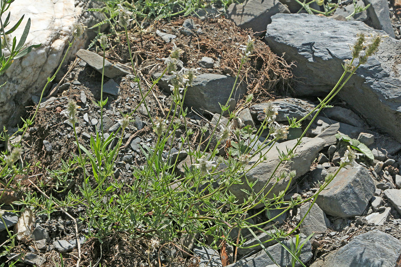 Image of Nepeta podostachys specimen.