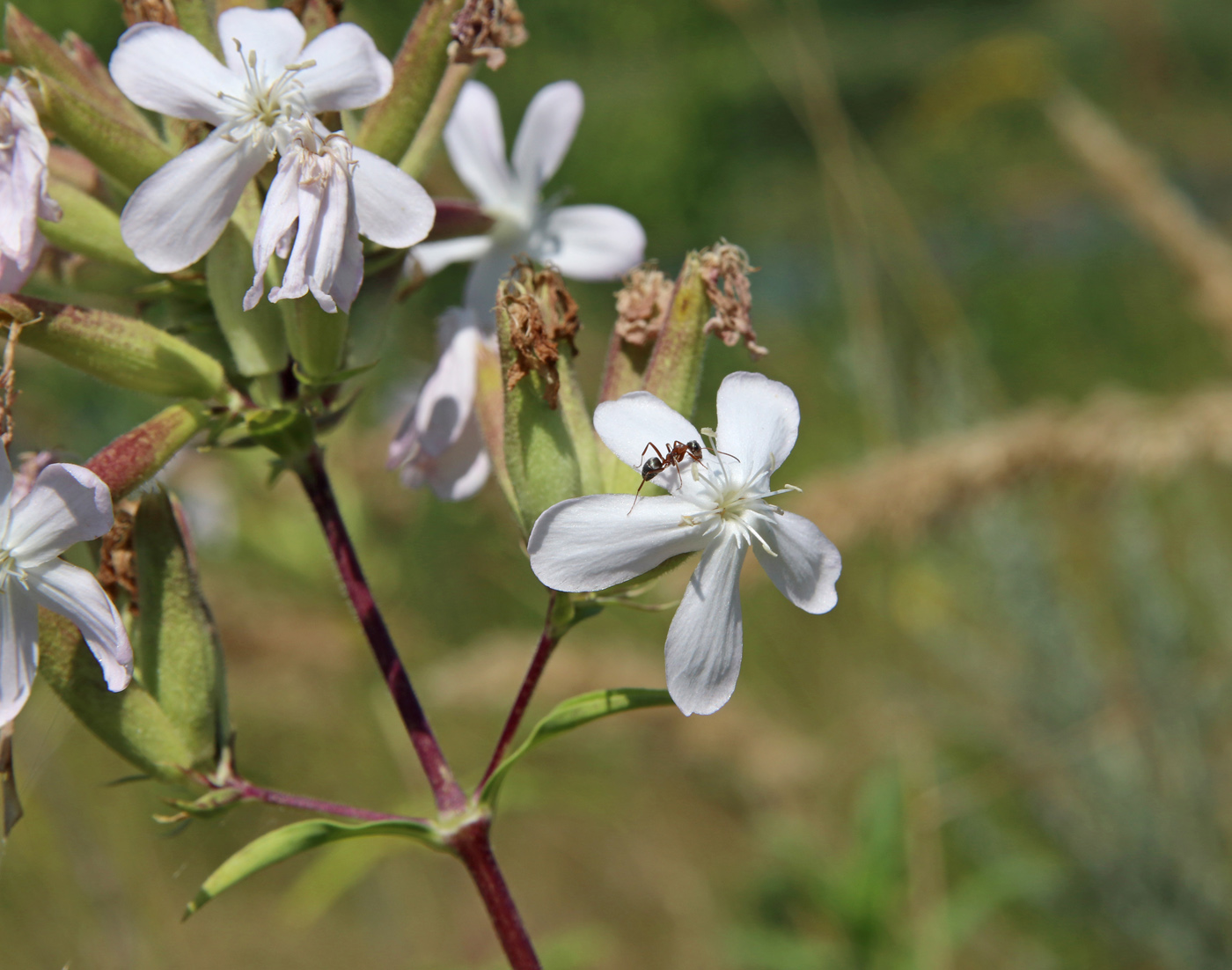 Image of Saponaria officinalis specimen.