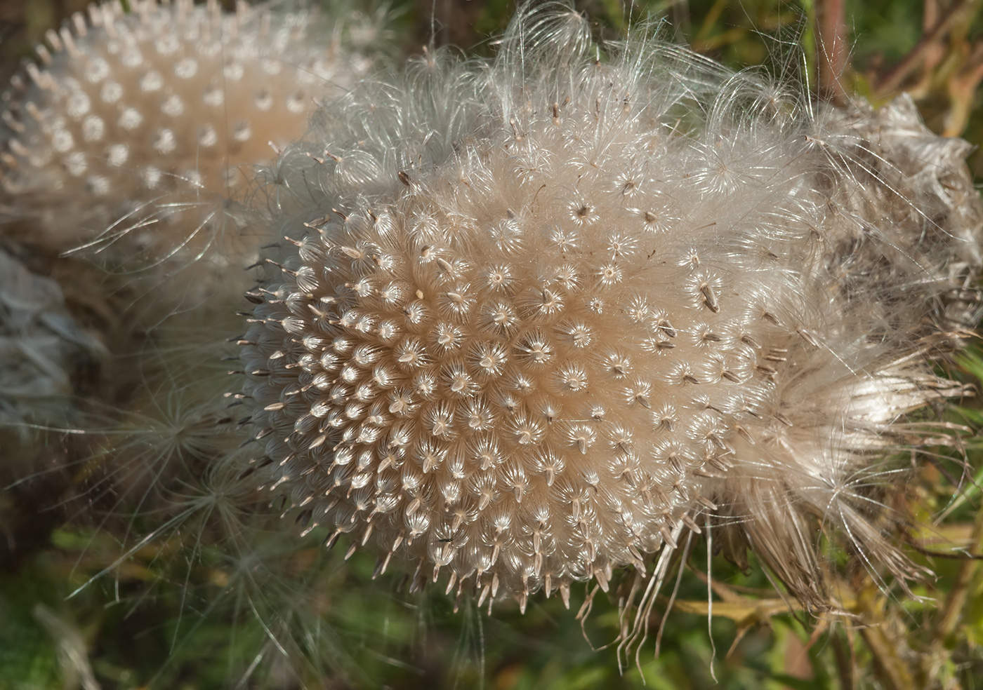 Image of Cirsium vulgare specimen.