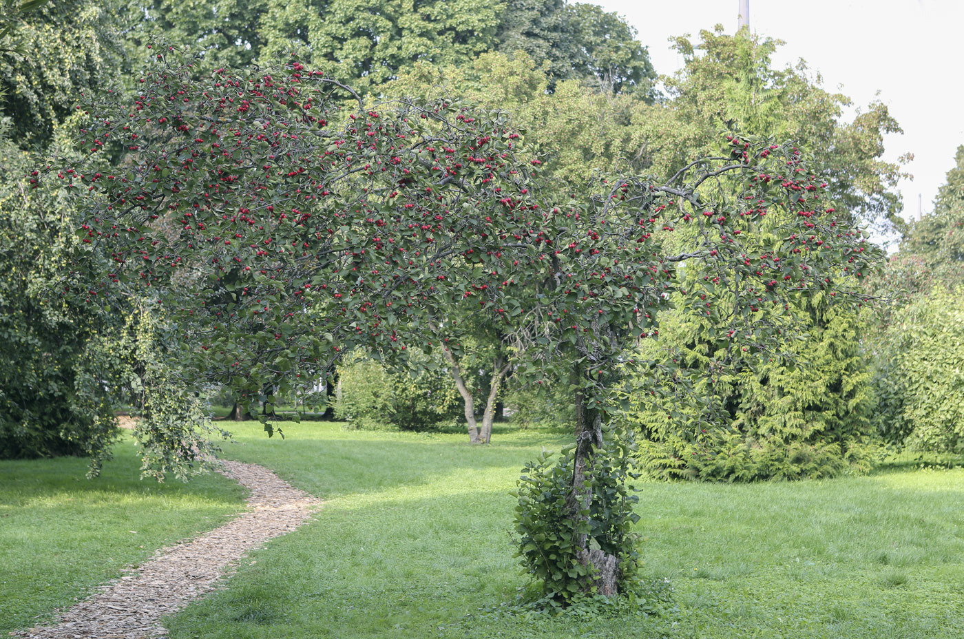 Image of Crataegus submollis specimen.