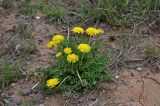 genus Taraxacum. Цветущее растение. Калмыкия, Яшкульский р-н, окр. пос. Утта, сухая степь. 18.04.2021.