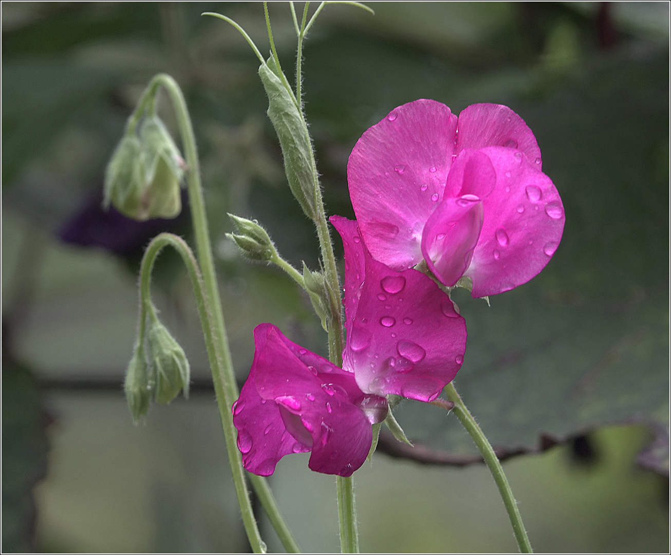 Изображение особи Lathyrus odoratus.