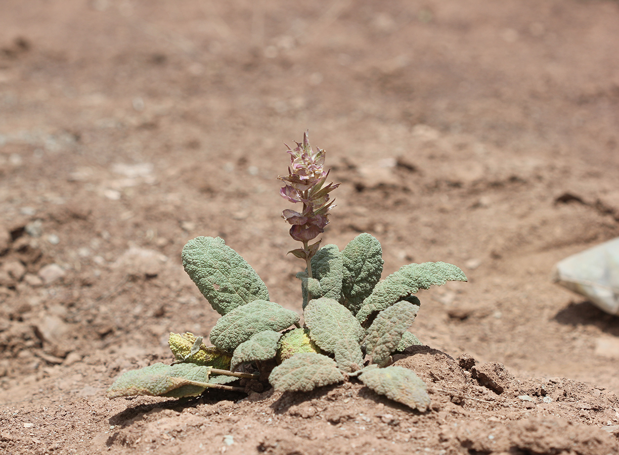 Изображение особи Salvia insignis.