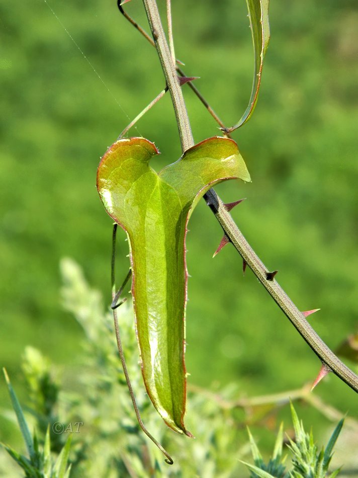 Image of Smilax aspera specimen.