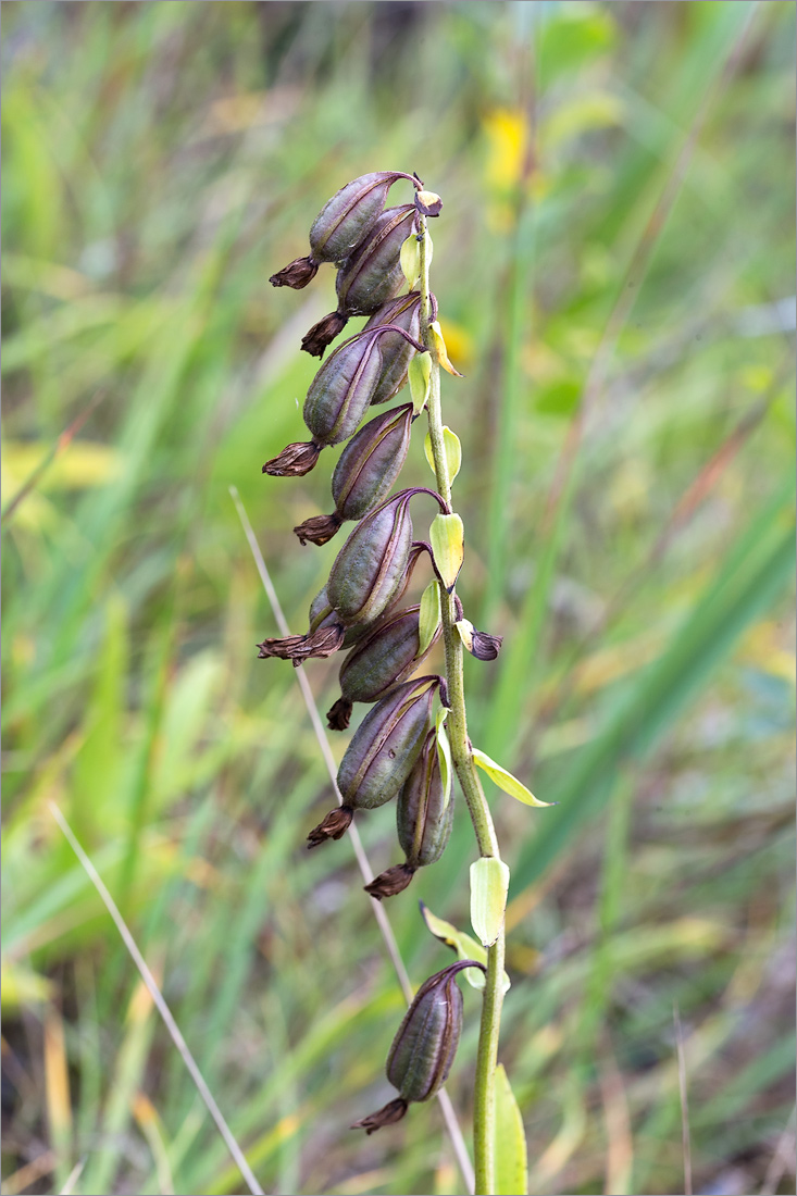 Image of Epipactis palustris specimen.