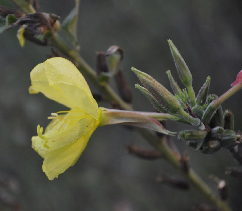 Изображение особи род Oenothera.