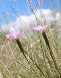 Dianthus campestris