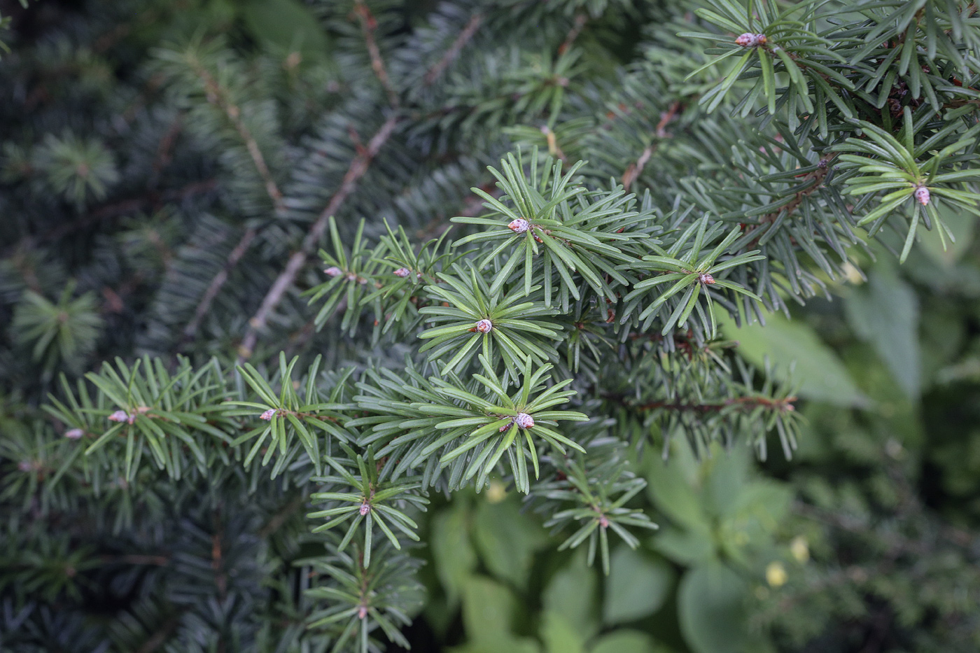 Изображение особи Pseudotsuga menziesii.