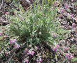 Oxytropis karjaginii