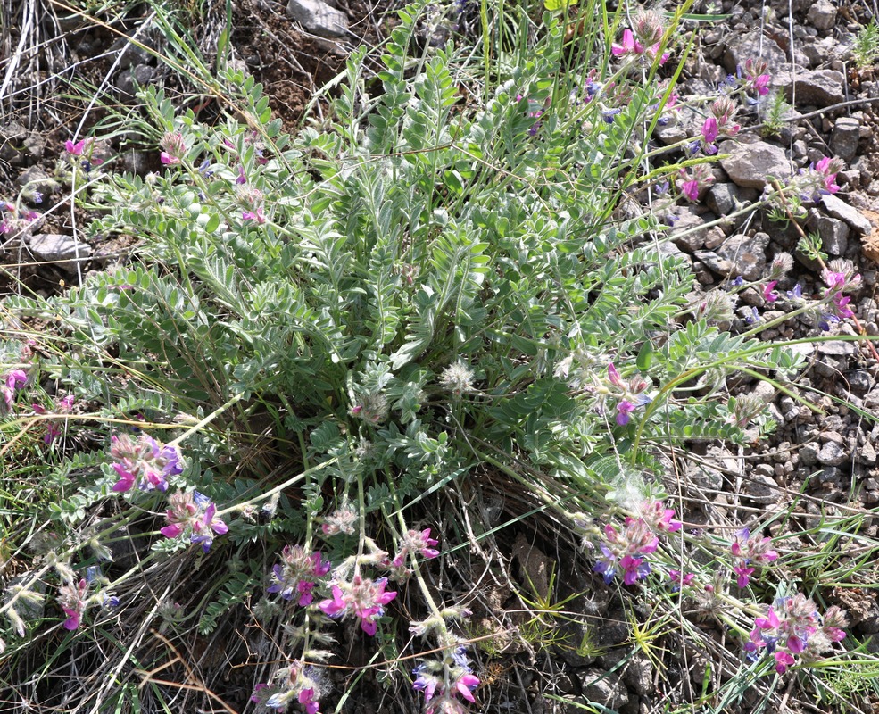 Изображение особи Oxytropis karjaginii.