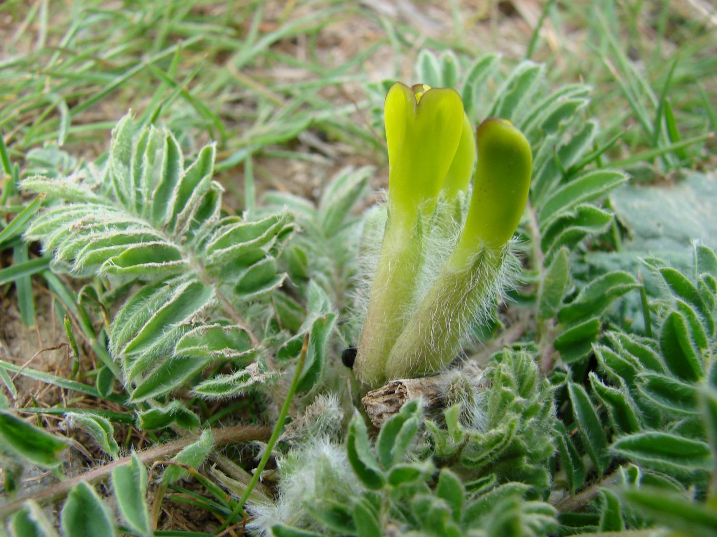 Изображение особи Astragalus lipskyi.