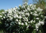 Syringa vulgaris