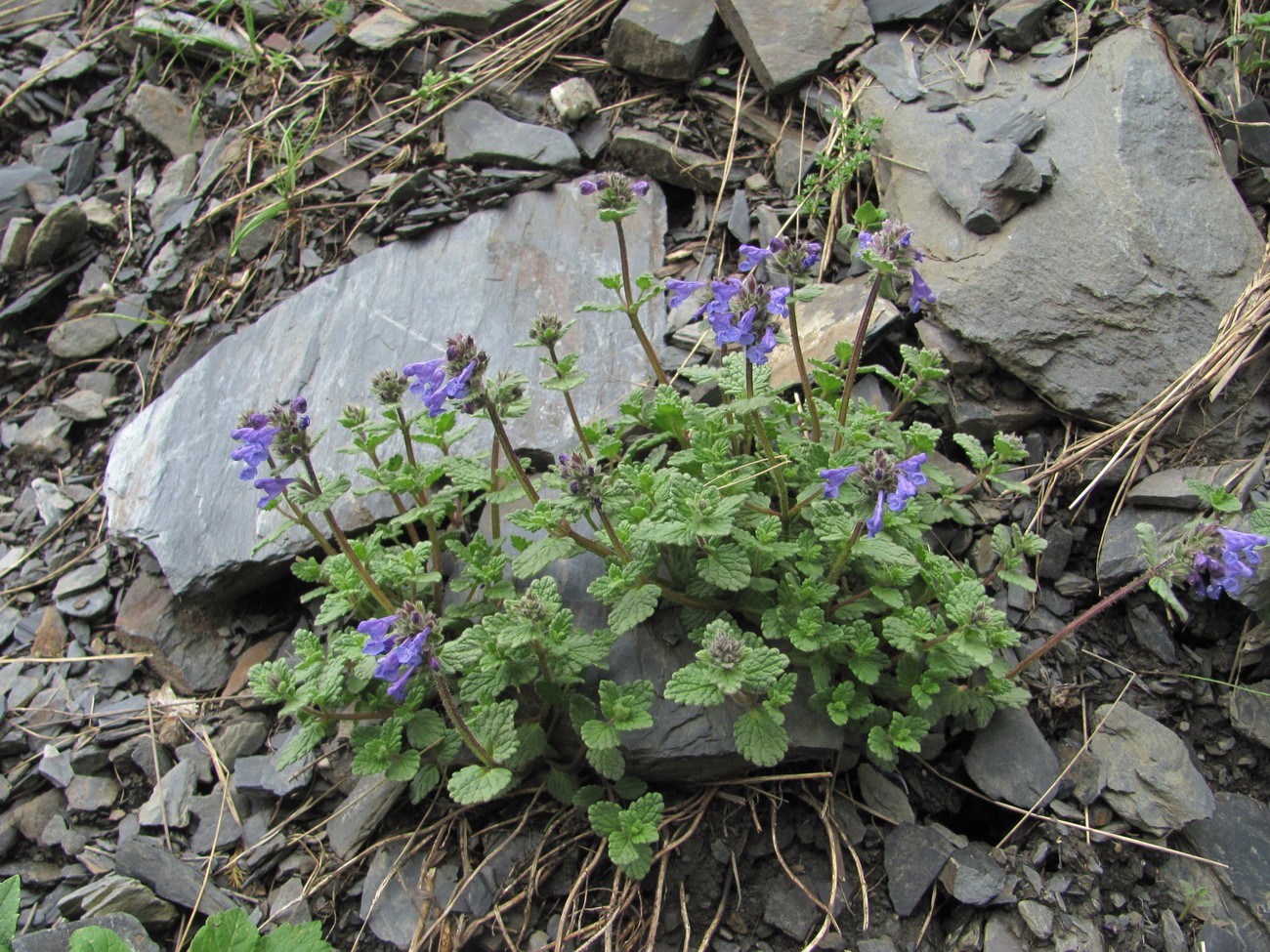 Изображение особи Nepeta supina.