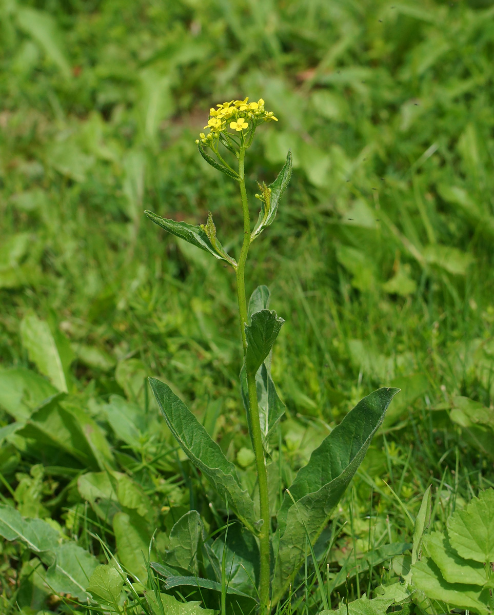 Image of Bunias orientalis specimen.