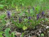 Polygala alpicola. Цветущее растение. Северная Осетия, Пригородный р-н, окр. с. Кобан, ок. 1500 м н.у.м., каменистое место. 14.06.2021.