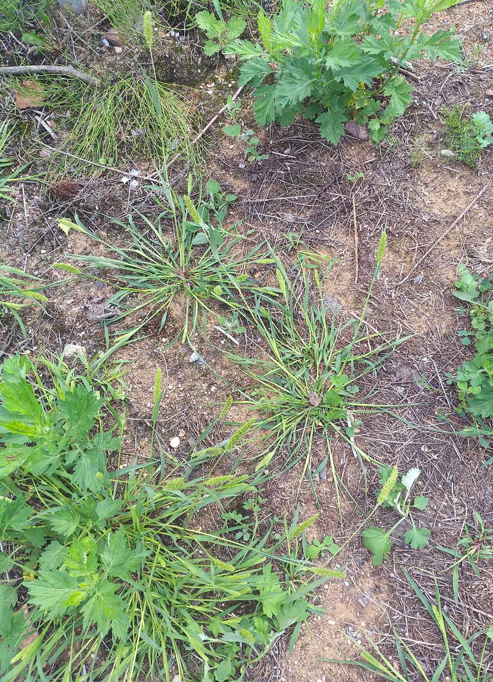 Image of Setaria viridis specimen.