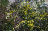 Calicotome villosa. Цветущие ветви. Израиль, лес Бен-Шемен. 05.03.2022.