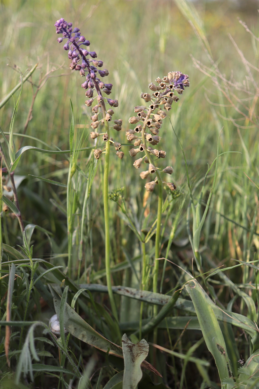 Изображение особи Leopoldia comosa.