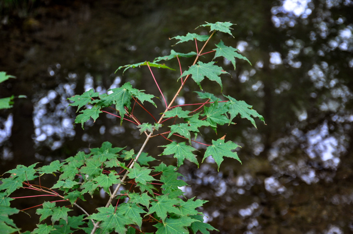 Image of Acer mono specimen.