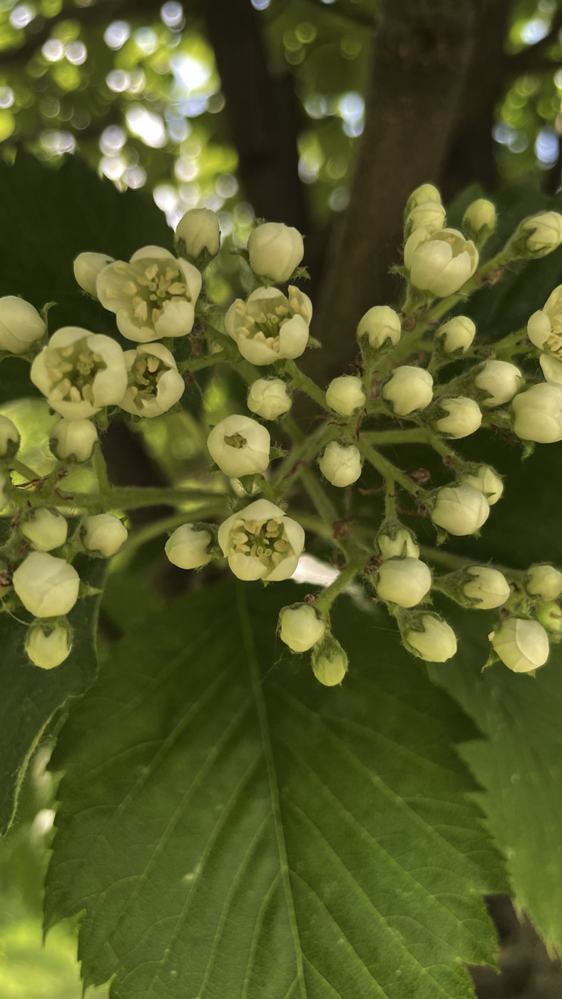 Изображение особи Sorbus intermedia.