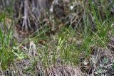 Kobresia filifolia
