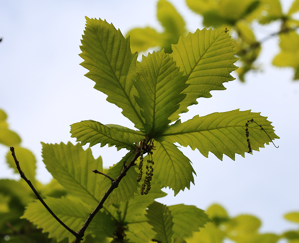 Изображение особи Quercus crispula.