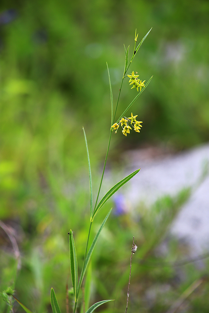 Image of Pycnostelma paniculatum specimen.