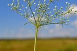 Falcaria vulgaris