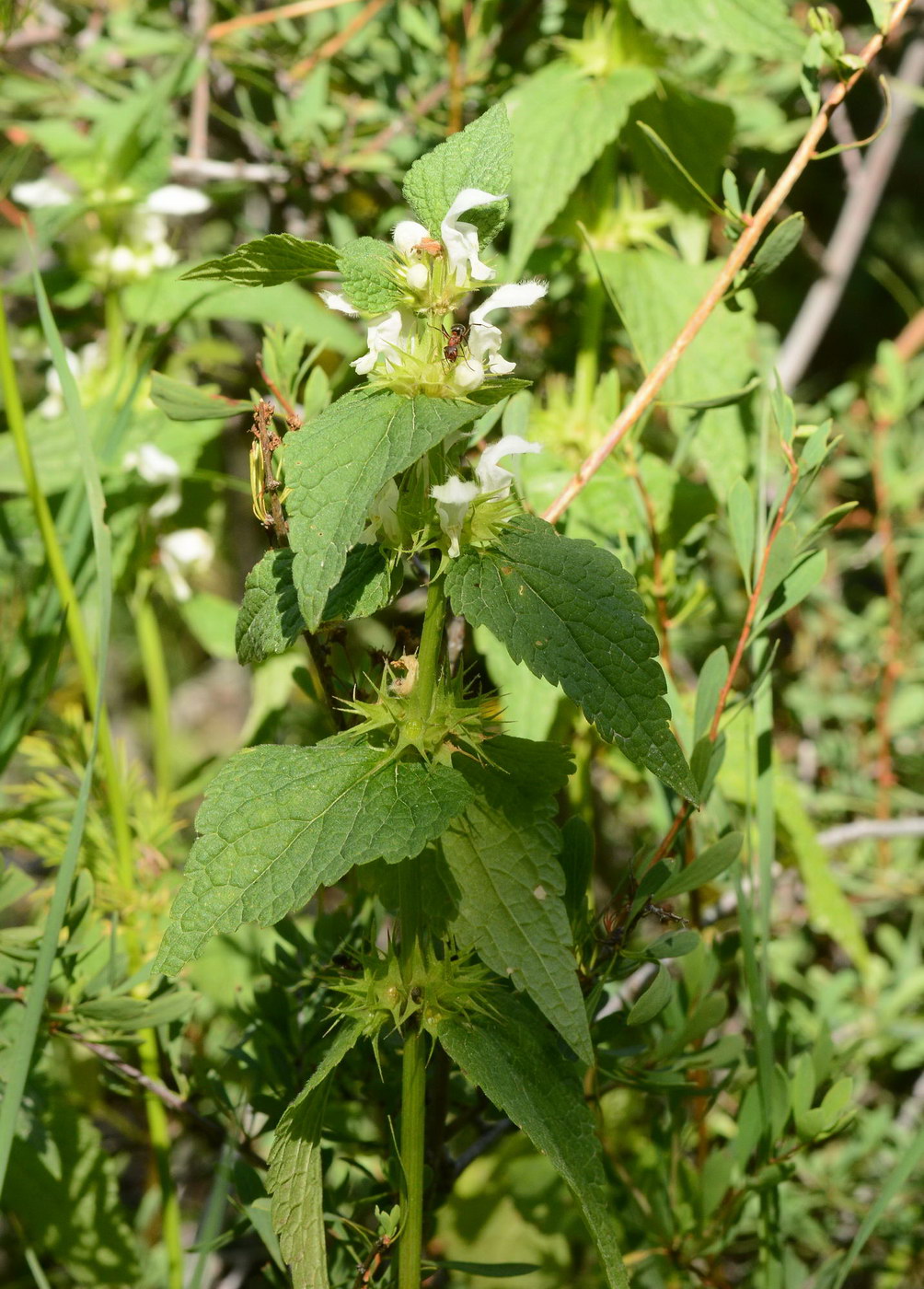 Image of Lamium turkestanicum specimen.