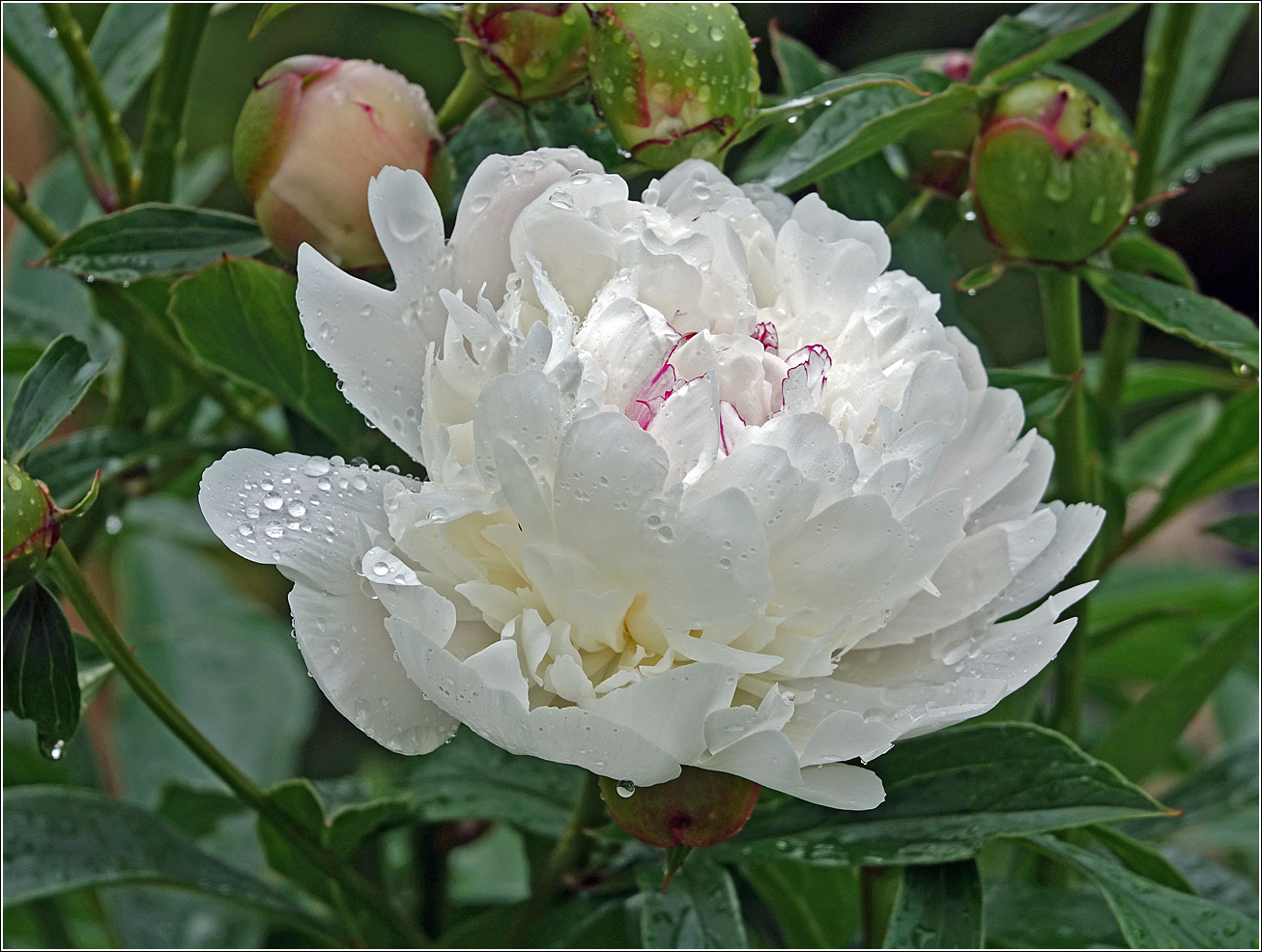 Image of Paeonia lactiflora specimen.