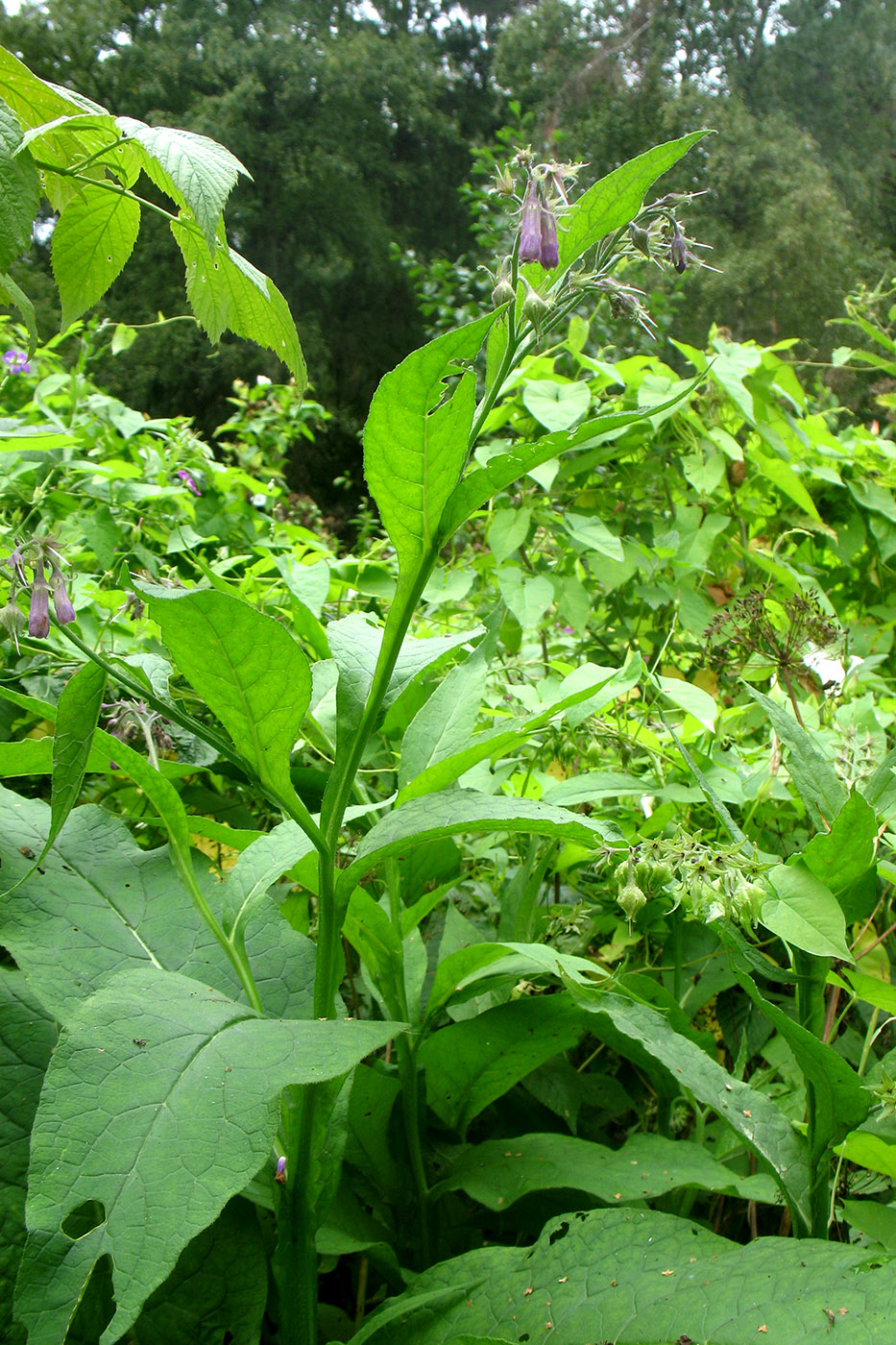 Image of Symphytum officinale specimen.