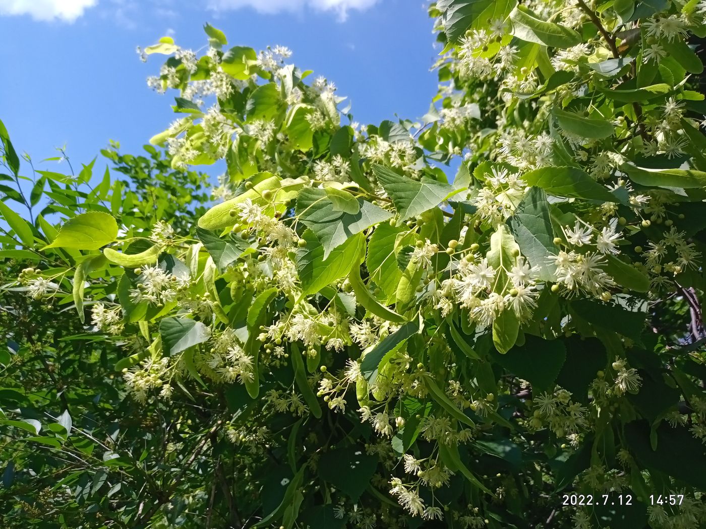 Image of Tilia platyphyllos specimen.