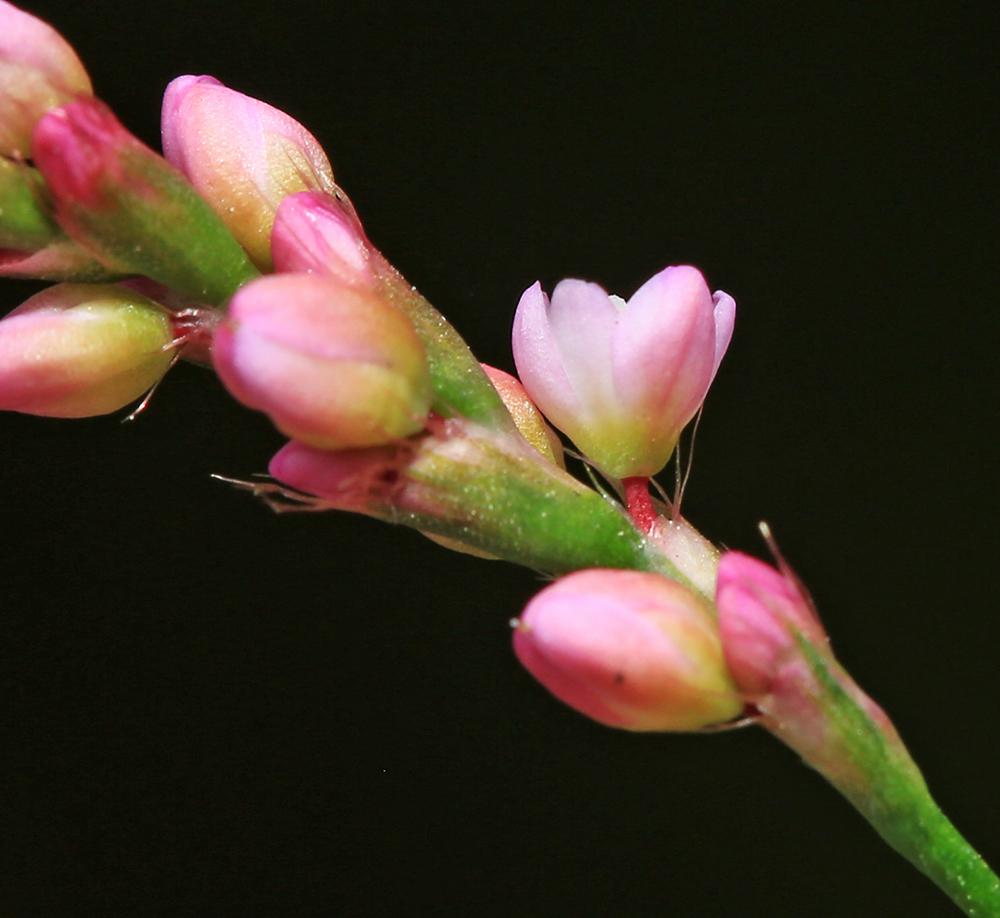 Image of Persicaria longiseta specimen.