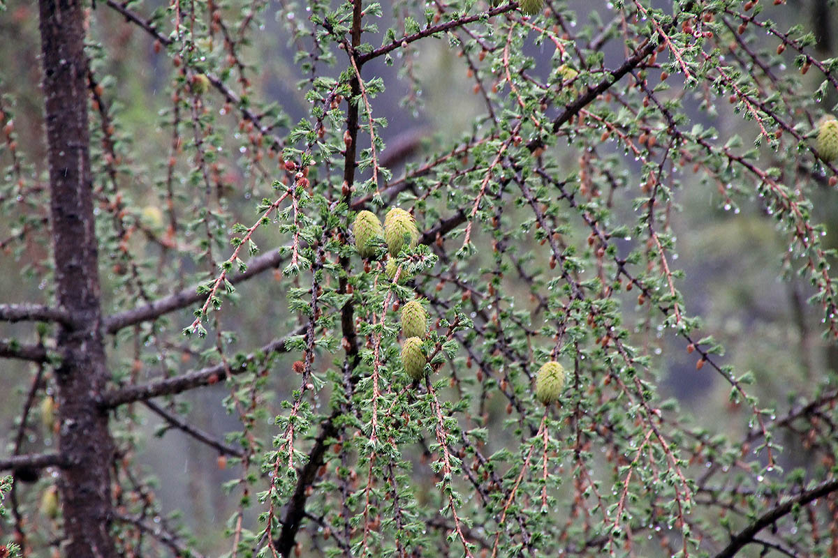 Image of genus Larix specimen.